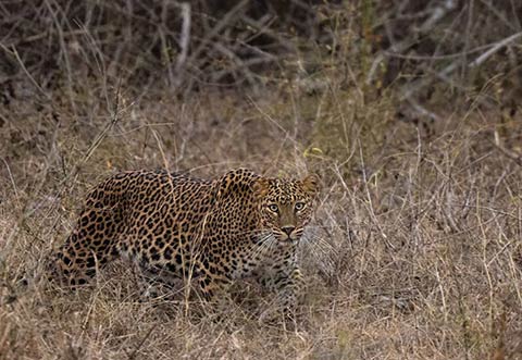 South India Wildlife & Nature