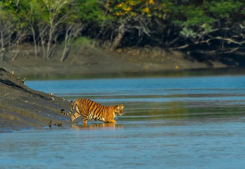 Sundarbans Sojourn with Kolkata Charms